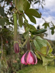 Passiflora tripartita mollissima