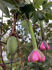 Passiflora tripartita mollissima