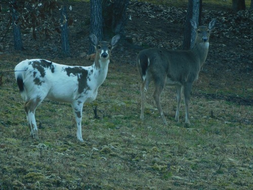 White-tailed Deer photographed in North Carolina
