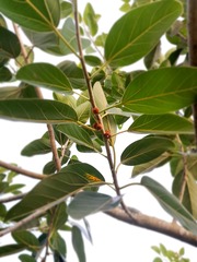 Ficus benghalensis