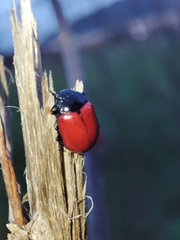 Chrysolina lucida