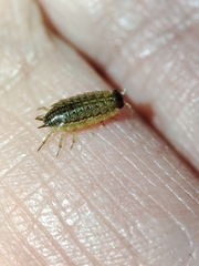 Porcellionides sexfasciatus lusitanus