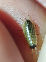 Porcellionides sexfasciatus lusitanus