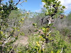 Randia obcordata