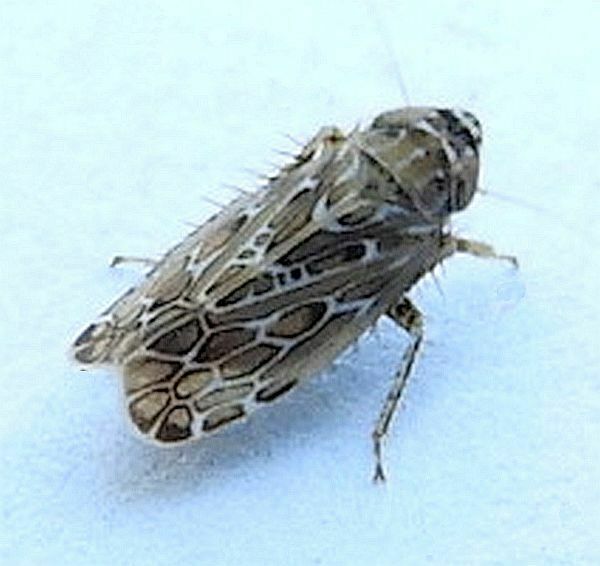 Polyamia interrupta
