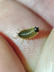 Porcellionides sexfasciatus lusitanus
