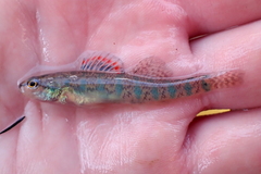 Etheostoma gracile