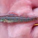 Etheostoma gracile - Photo (c) Noah Daun, algunos derechos reservados (CC BY-NC), subido por Noah Daun