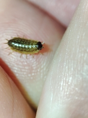 Porcellionides sexfasciatus lusitanus