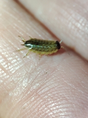 Porcellionides sexfasciatus lusitanus