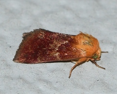 Schinia varix