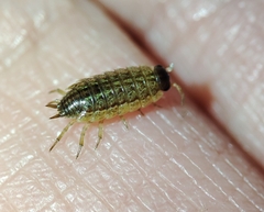 Porcellionides sexfasciatus lusitanus