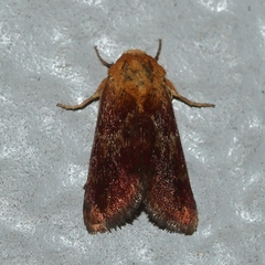 Schinia varix