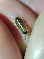 Porcellionides sexfasciatus lusitanus