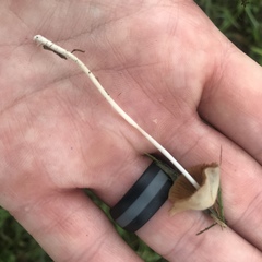 Conocybe apala albipes