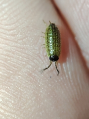Porcellionides sexfasciatus lusitanus