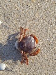 Polybius henslowii