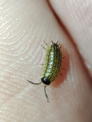 Porcellionides sexfasciatus lusitanus