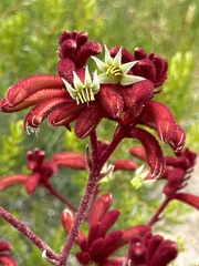 Anigozanthos