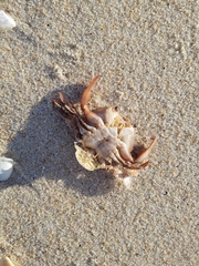 Polybius henslowii