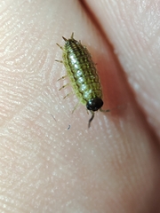 Porcellionides sexfasciatus lusitanus