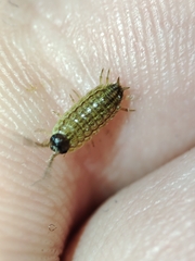 Porcellionides sexfasciatus lusitanus