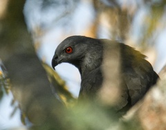 Geranospiza caerulescens