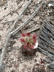 Drosera micrantha