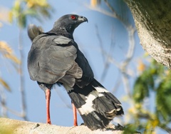 Geranospiza caerulescens