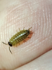 Porcellionides sexfasciatus lusitanus