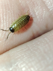Porcellionides sexfasciatus lusitanus