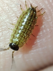 Porcellionides sexfasciatus lusitanus