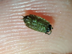 Porcellionides sexfasciatus lusitanus