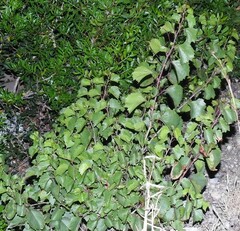 Vitis vinifera