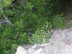 Vitis vinifera