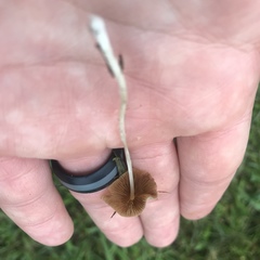 Conocybe apala albipes