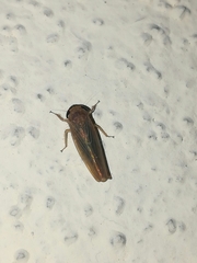 Chlorotettix necopinus