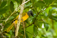 Eucometis penicillata