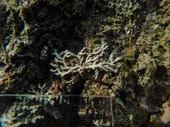 Heterodermia appalachensis