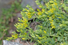 Sedum debile