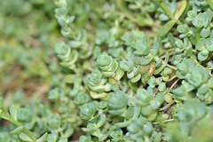 Sedum debile
