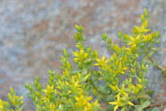 Sedum debile