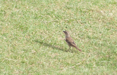 Passer rufocinctus