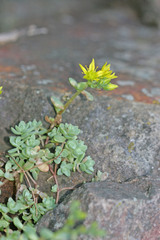 Sedum debile