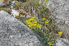 Sedum debile