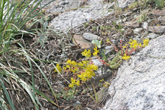 Sedum debile