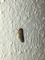 Chlorotettix necopinus