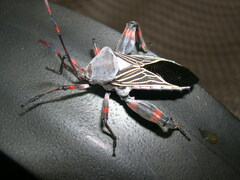 Pachylis neocalifornicus