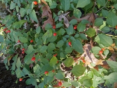 Capsicum annuum