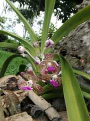 Vanda tricolor